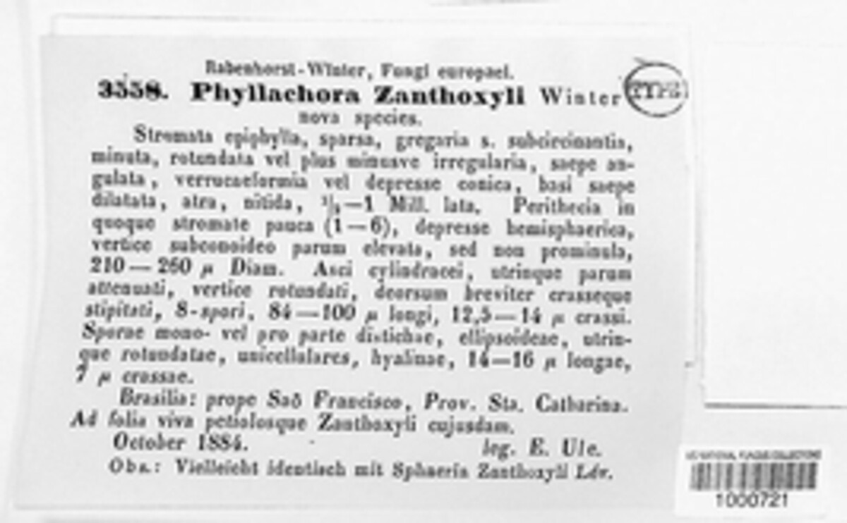 Phyllachora zanthoxyli image